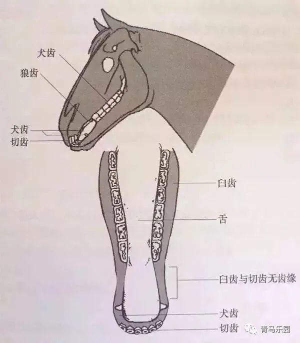 马的牙齿共40颗,分为臼齿,犬齿和切齿.