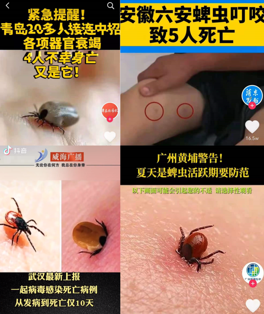 夏天见到这种虫,请迅速远离!关键时刻能保住狗命的知识