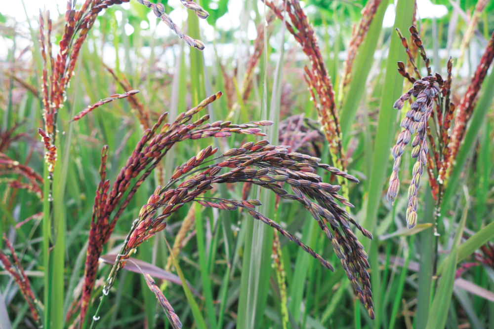 据统计,现阶段我国糯稻品种仅占全部水稻品种的3.