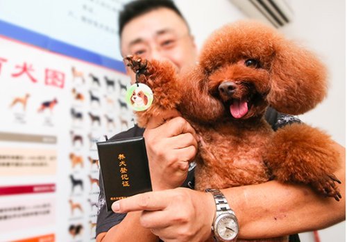 抚顺人如何办理犬证?办理流程地点看这里