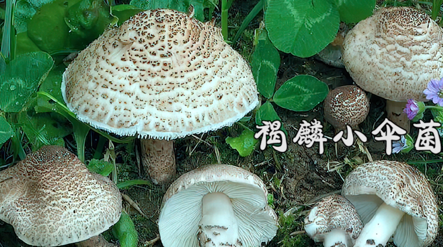 这几种蘑菇千万不能吃!