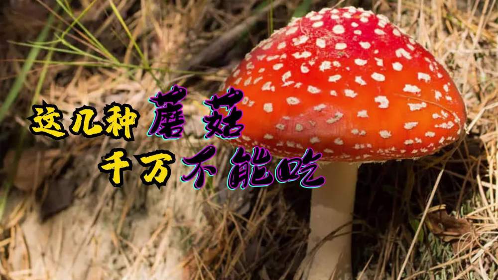 这几种蘑菇千万不能吃!