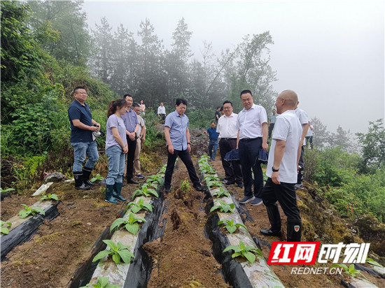 云雾蒙蒙,中国烟草湖南中烟工业有限责任公司党组书记,总经理籍涛一行