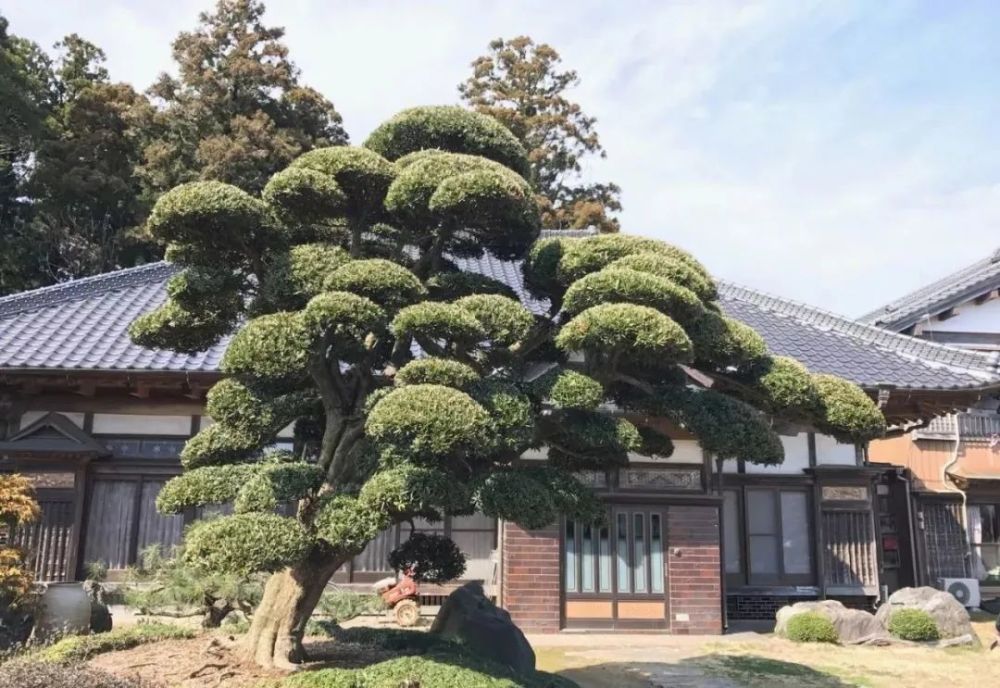 庭院造景,还得看"树"的气场,种这些树就对了