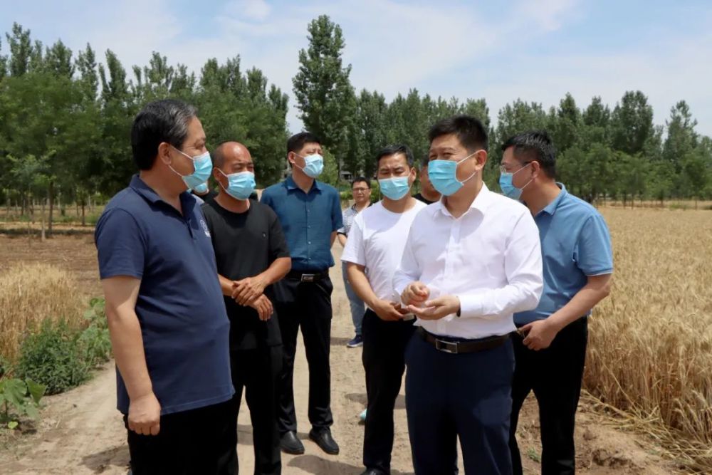 段洪波检查指导麦收和特色农业发展工作