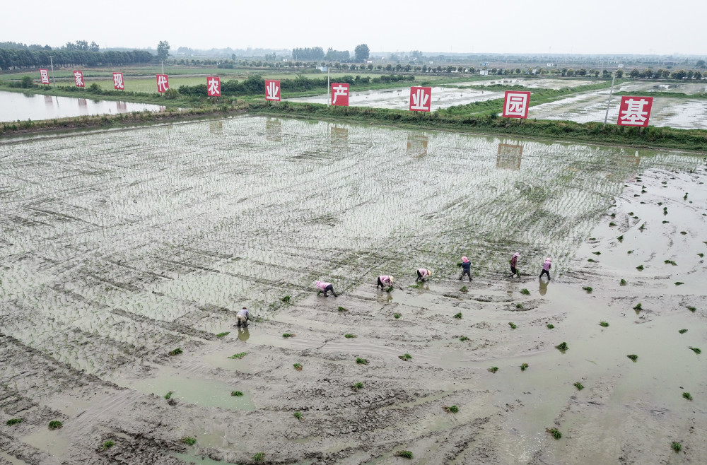 位于湖北省潜江市龙湾镇的虾稻共作繁养基地(6月9日摄.