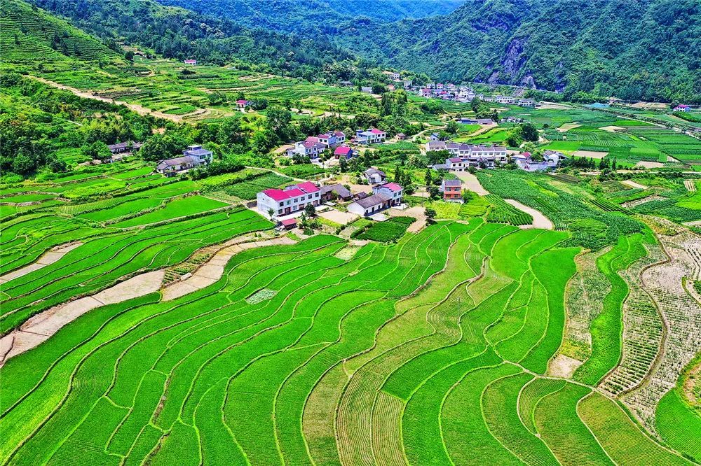 此刻,田中的水稻正在拔节,梯田葱葱绿绿,湿润的田地映着当空的太阳