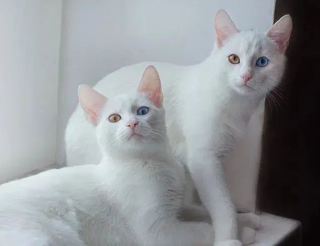 异瞳小猫咪究竟有多好看?240万网友看到后要去组团偷猫!