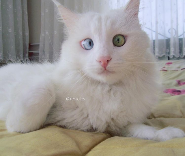 异瞳小猫咪究竟有多好看?240万网友看到后要去组团偷猫!