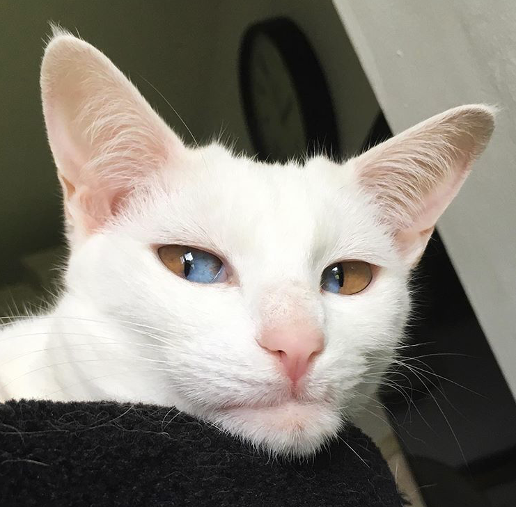 异瞳小猫咪究竟有多好看?240万网友看到后要去组团偷猫!