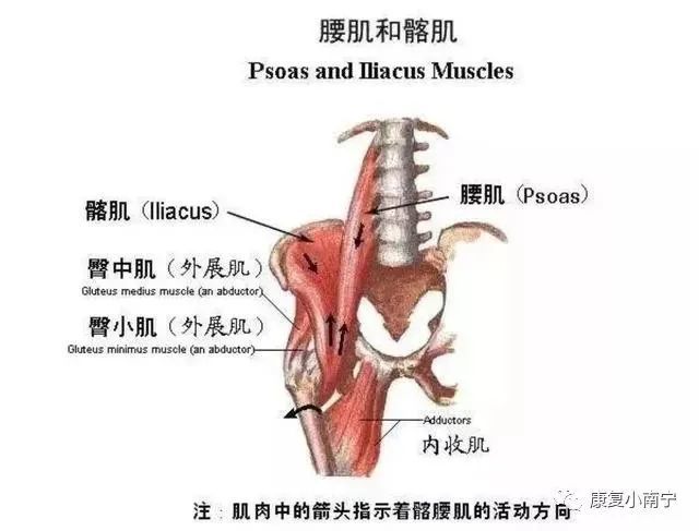 避免肌肉失衡才能避免运动损伤