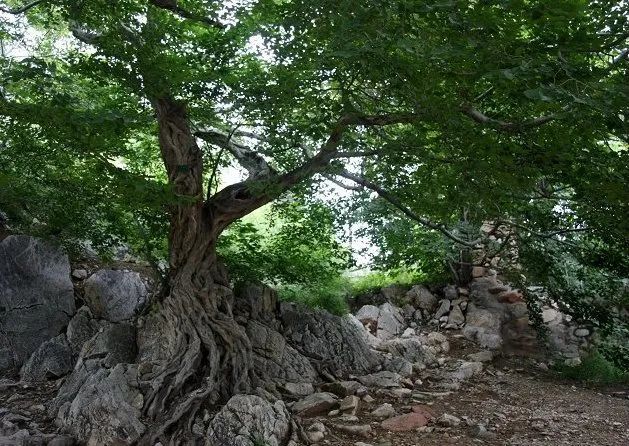 古树名木|3000岁"巨型盆景"扎根岩石中