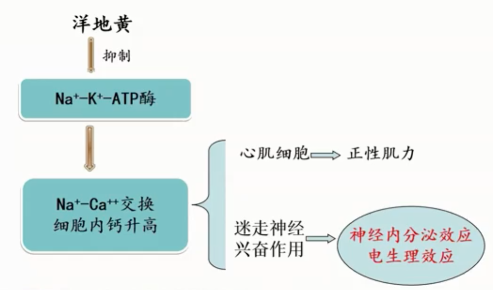 洋地黄类作用机制 2,洋地黄类药物的选择及剂量对比