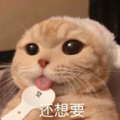 可爱表情包:快看这些猫猫狗狗