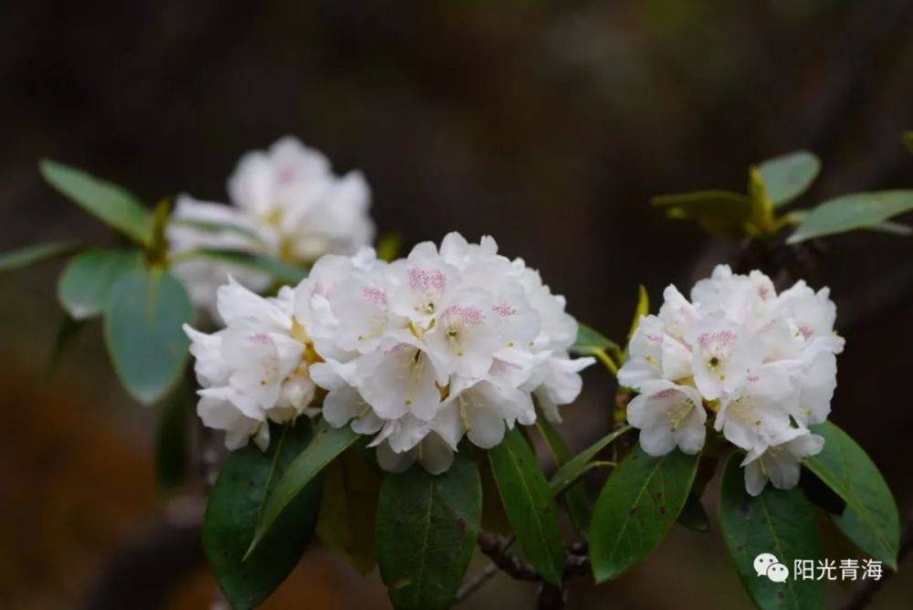 西宁这里高山杜鹃花盛开