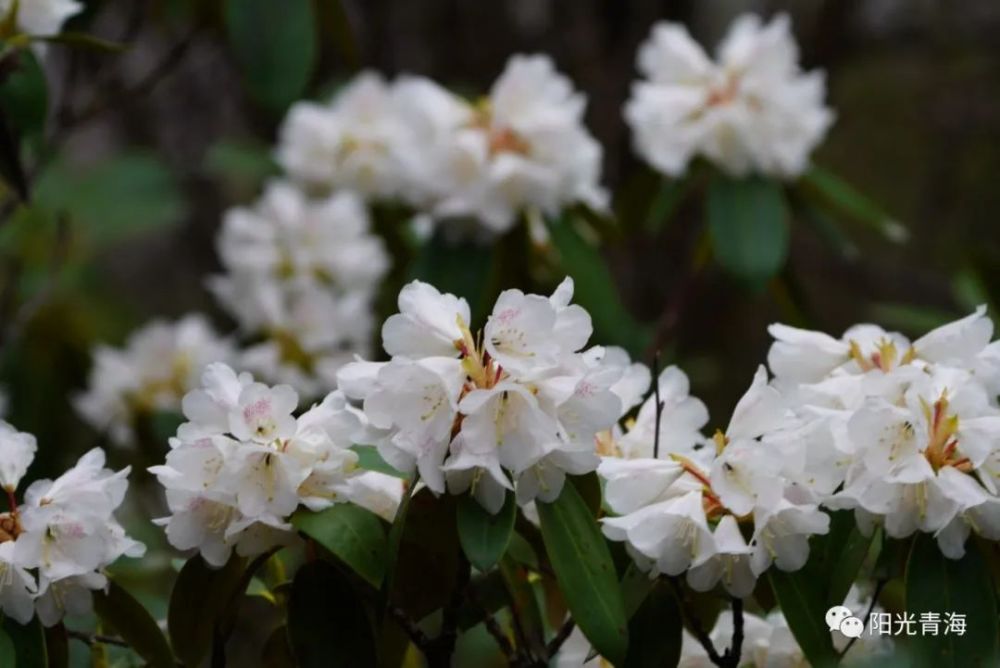 西宁这里高山杜鹃花盛开