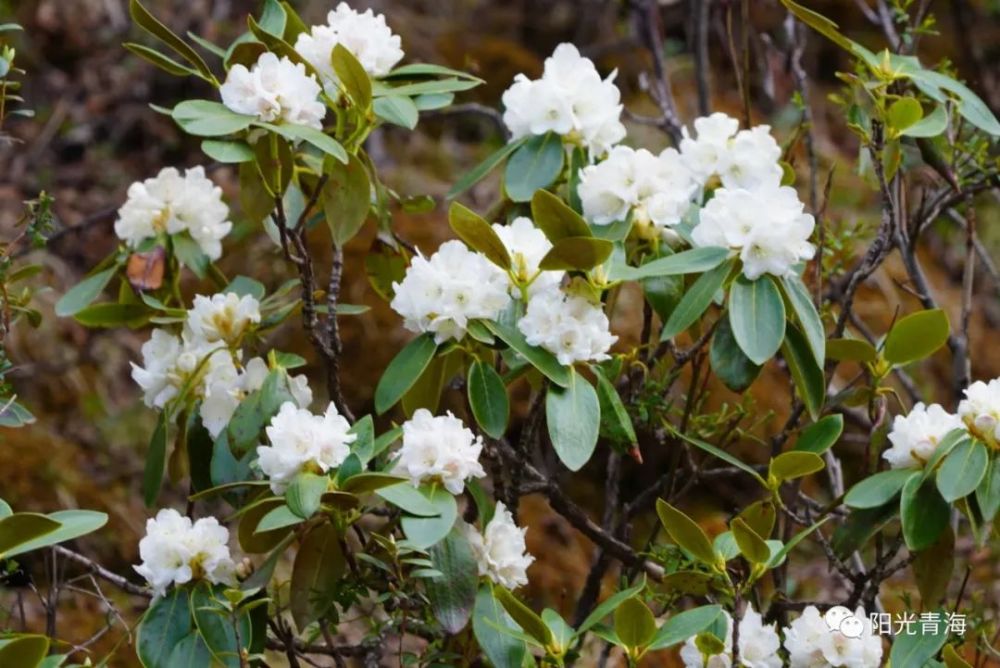 西宁这里高山杜鹃花盛开