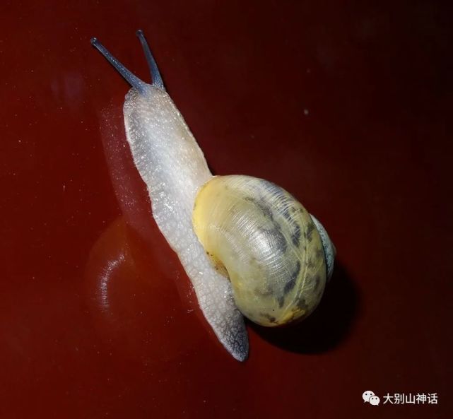 丁安才:爬在墙上的蜗牛