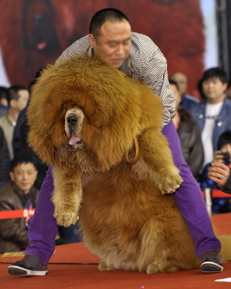 体型大,毛发量旺盛的獒犬