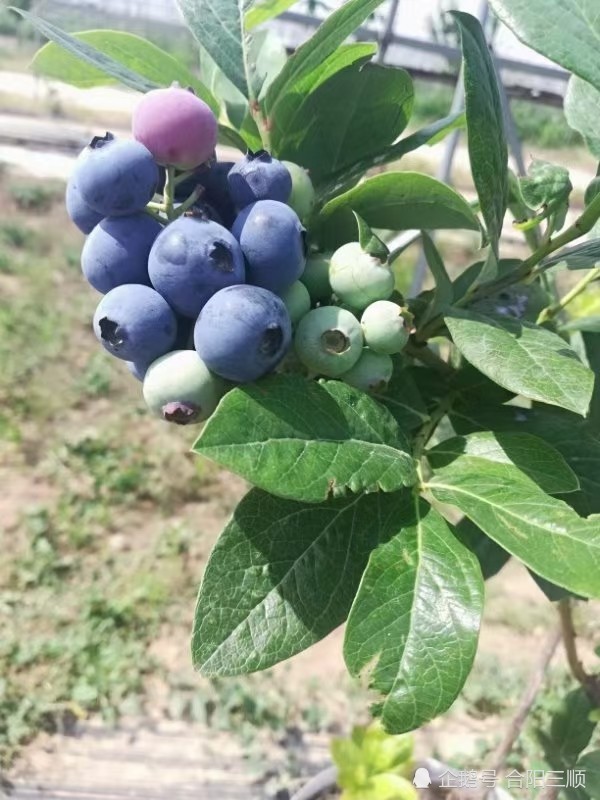 水果品种欣赏北高蓝莓