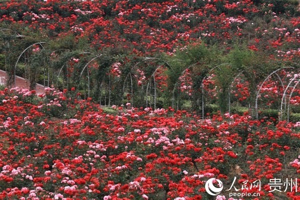 贵州农博园:玫瑰花开游人醉 村民致富乐开花