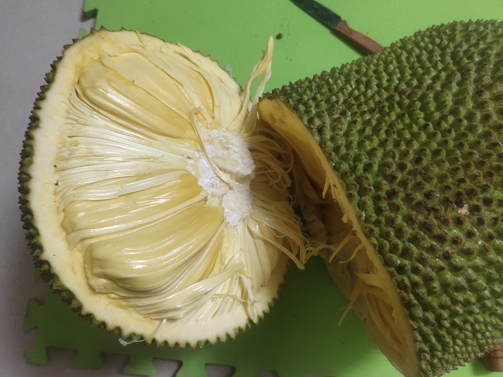 教你判断菠萝蜜熟不熟两刀开好看着有食欲