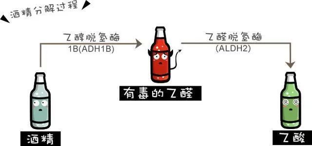 喝酒|酒精|乙醛脱氢酶|乙醇脱氢酶|肝脏