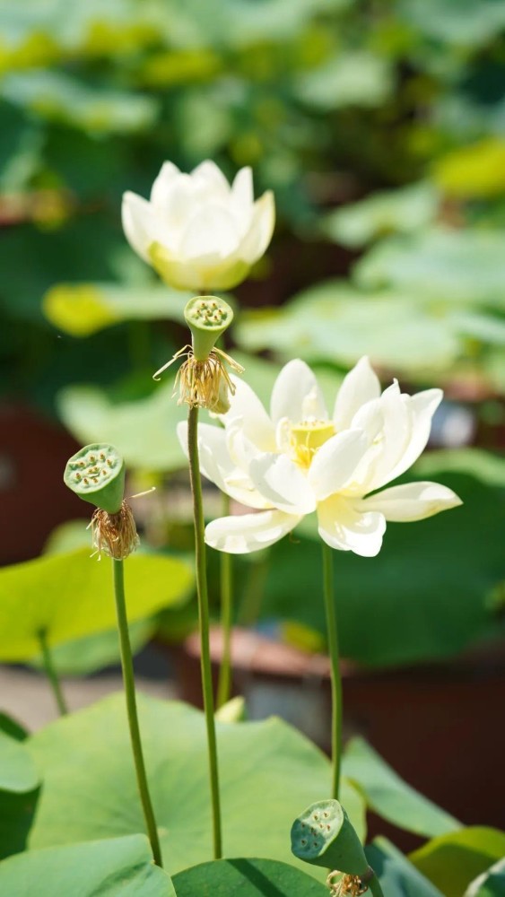 赏400余个品种,5000余缸荷花还有罕见双心莲和并蒂莲