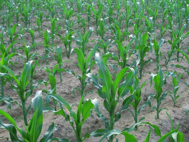 夏季玉米种植高产秘诀分享