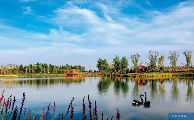 天鹅湖湿地公园