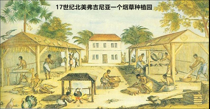 种植园在北美,直接从非洲运到这里的黑奴在数量上并不是非常庞大,美国