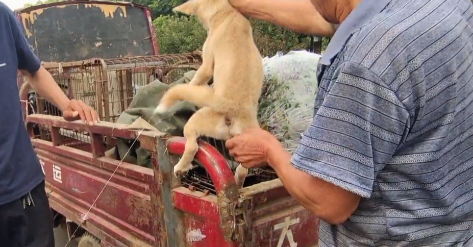 狗贩子一把拎着狗狗就往自己的狗肉车上装