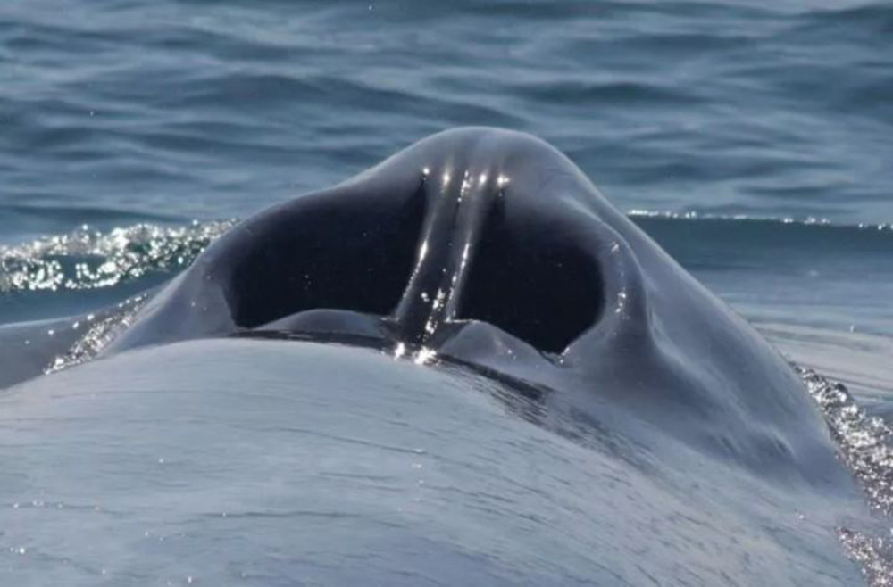 咄咄怪事,美国潜水员鲸口余生,卡咽喉60秒被吐出,鲸鱼吃人吗?