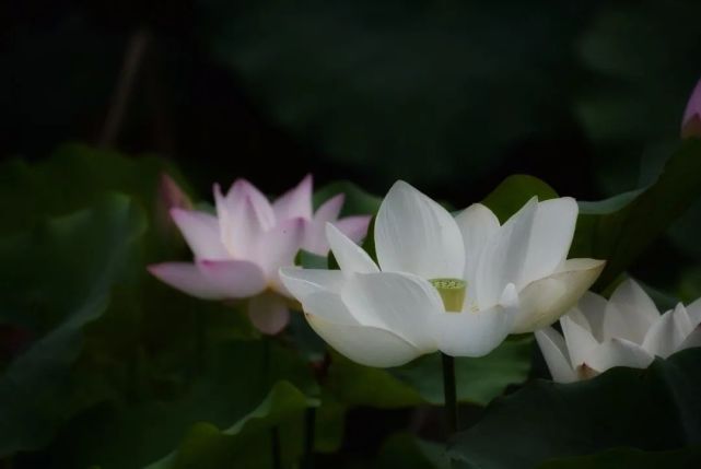 夏日来淮南焦岗湖遇见最美荷花淀!