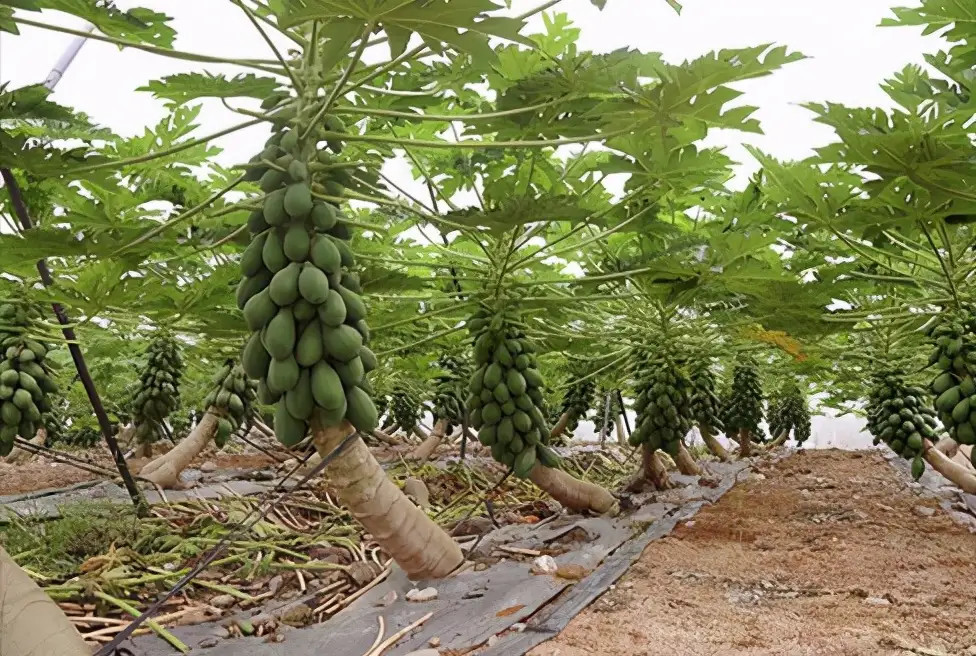 木瓜栽培管理技术,种植一次采收时间长达几年