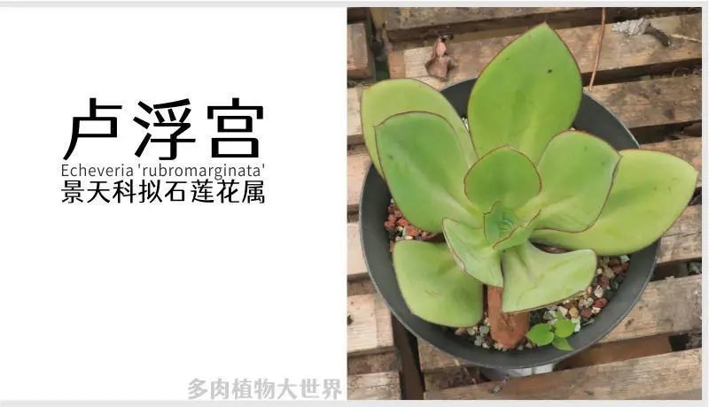 "卢浮宫" 景天科拟石莲花属多肉植物,中大型品种,易养护