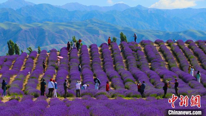 新疆霍城5万亩薰衣草进入盛花期