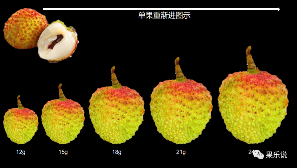 妃子笑荔枝果实近卵圆形,或者偏心形,果中等单果重稳定在12-25g左右