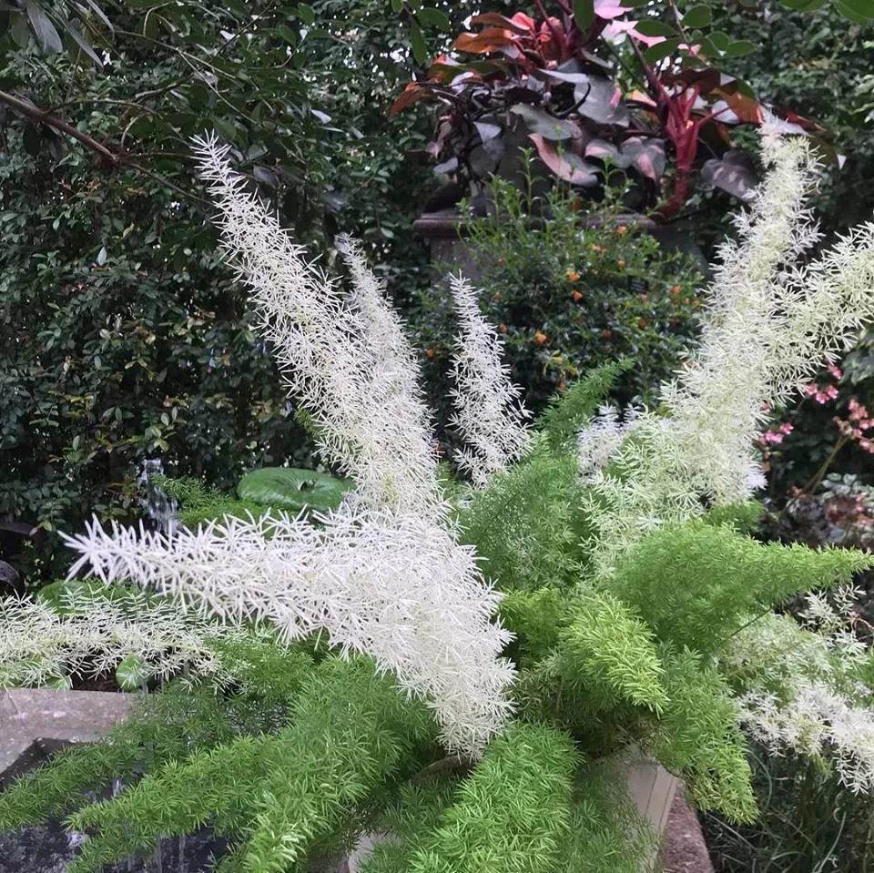 非常小众的狐尾天门冬盆栽适合养成室内观叶植物