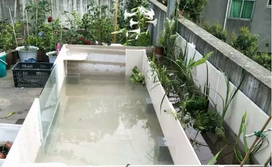 庭院养殖利用瓷砖打造沼泽龟池