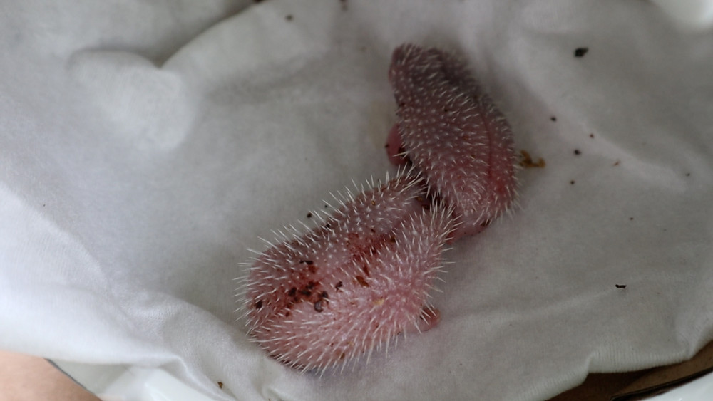 刚出生的刺猬宝宝