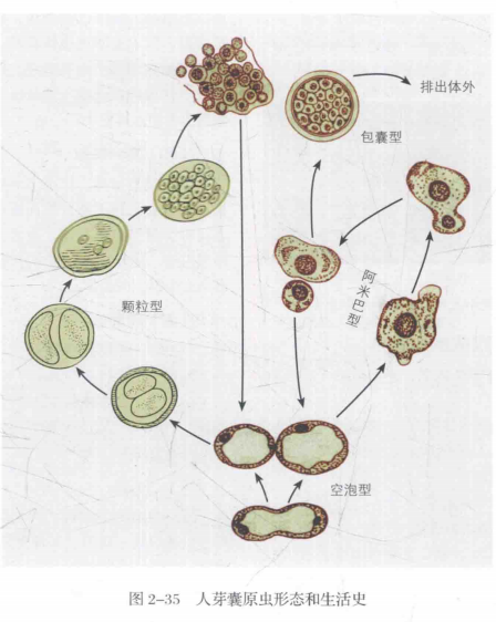 人芽囊原虫,你是夜空中最亮的星