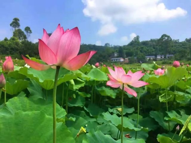 百亩荷花绽放,快来五通桥这个地方赏夏日美景!