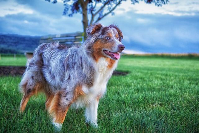 寻根问祖系列65澳大利亚牧羊犬australianshepherd