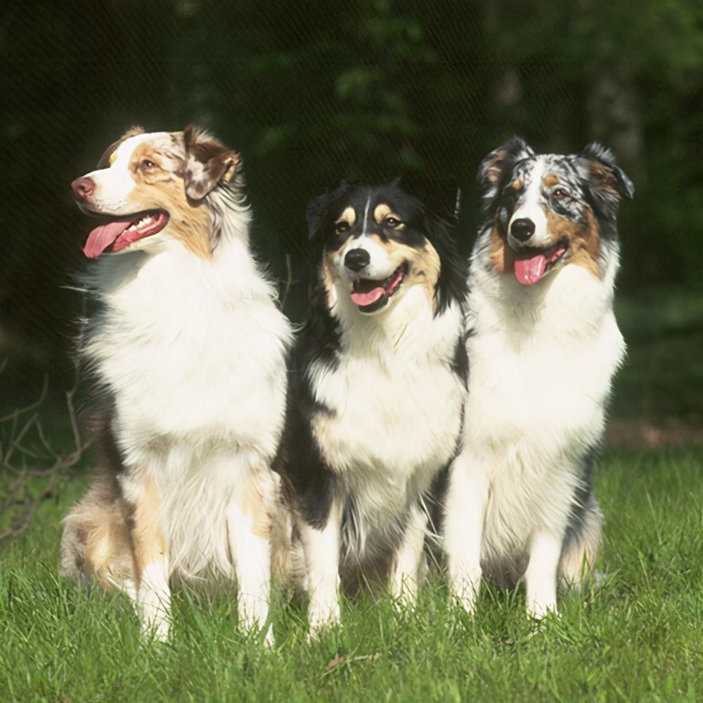 寻根问祖系列(65):澳大利亚牧羊犬(australian shepherd)