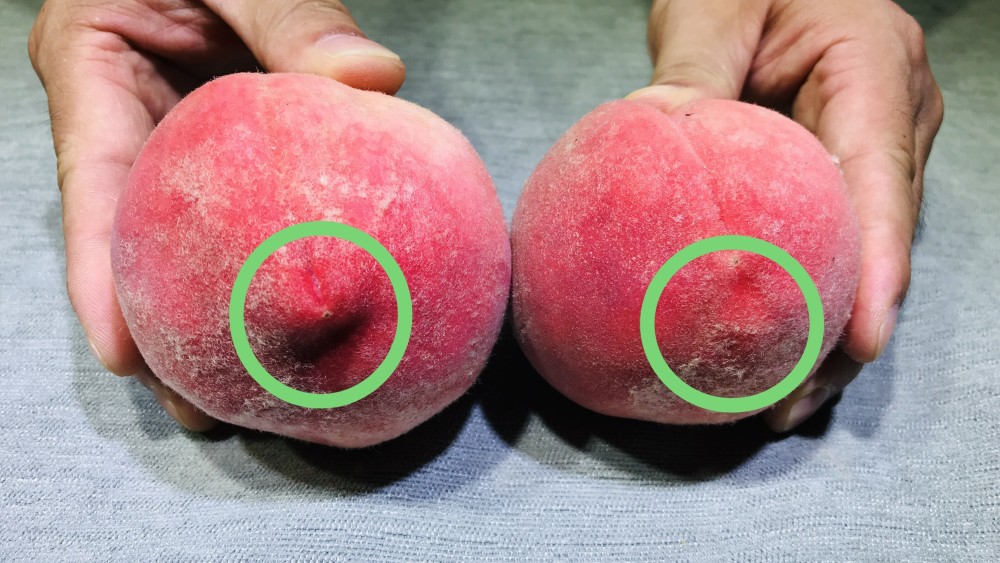 桃子甜不甜,看一眼这里就知道,一买一个准,老果农的方法真管用