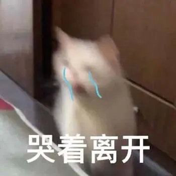 表情包|那些绝绝子的猫猫表情包