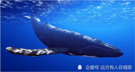 人类需要给鲸鱼一些空间.