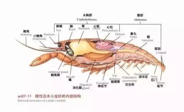 小龙虾的黄能放心吃,小龙虾生活在污水中,这些说法是真的吗