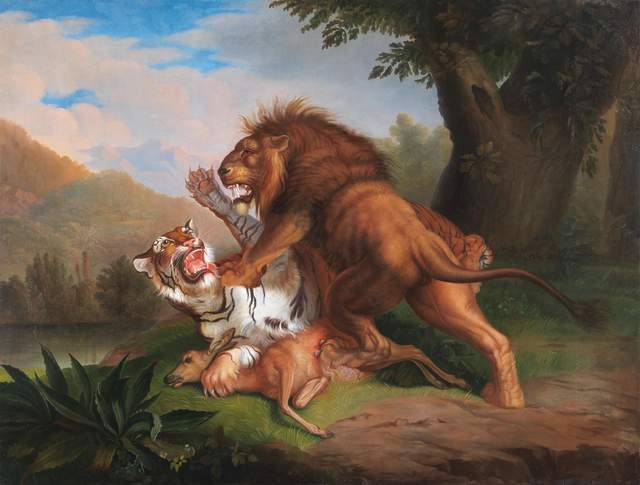 东北虎vs巴巴里狮,谁才是地表最强?时间成为关键因素